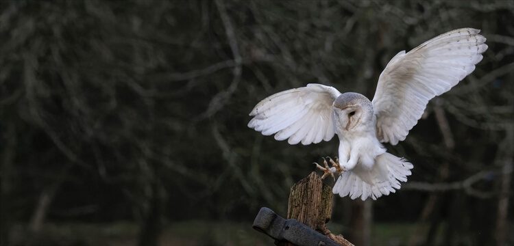 Bird & Wildlife Photography Courses Surrey