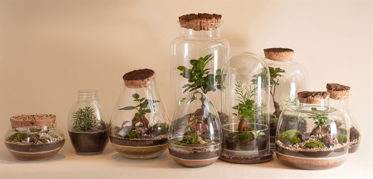Bonsai Terrarium Making Workshops